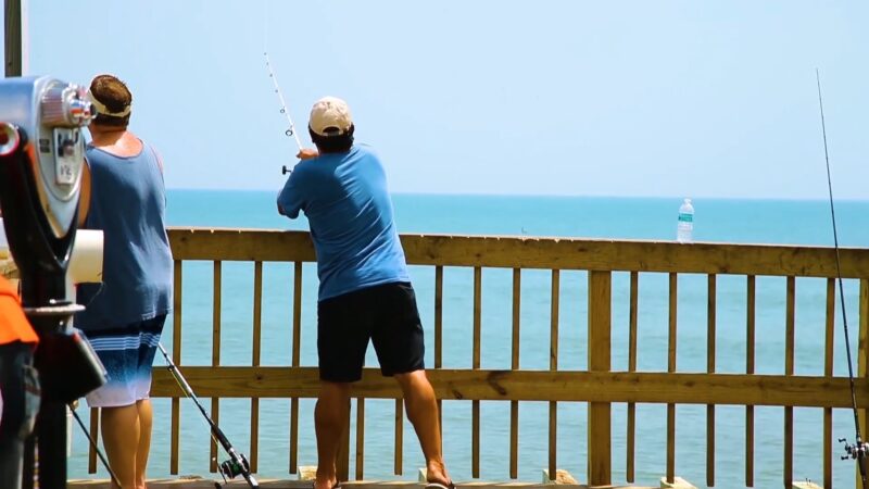 A Glimpse into Daytona Beach Pier's Ecosystem