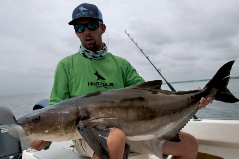 Cobia DAYTONA BEACH