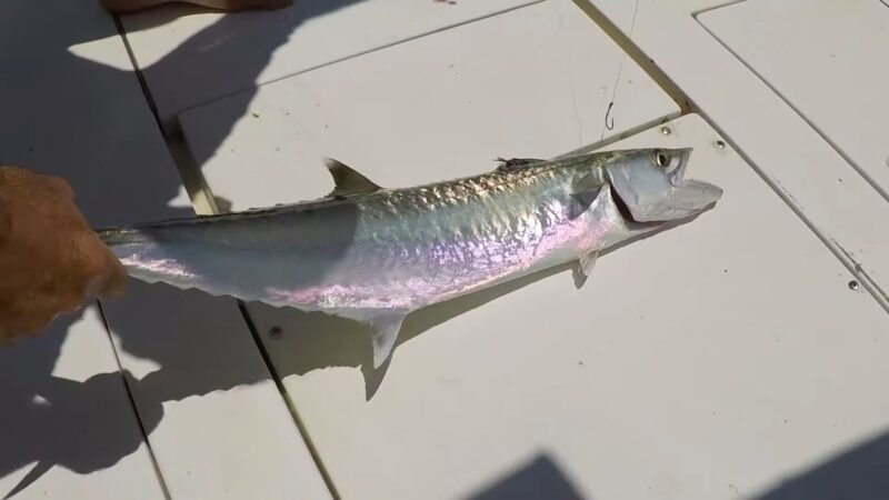 King Mackerel DAYTONA BEACH