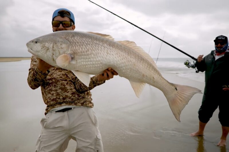 Red Drum fish DAYTONA BEACH