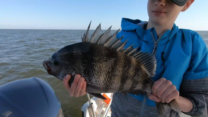 Sheepshead DAYTONA BEACH