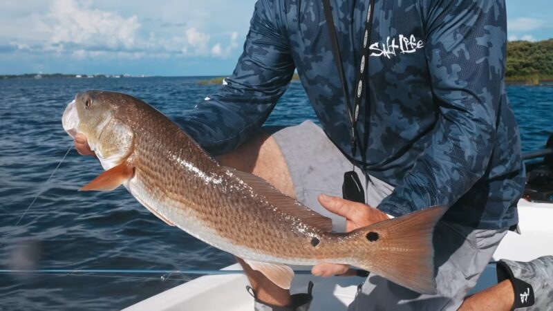 Snook fish DAYTONA BEACH