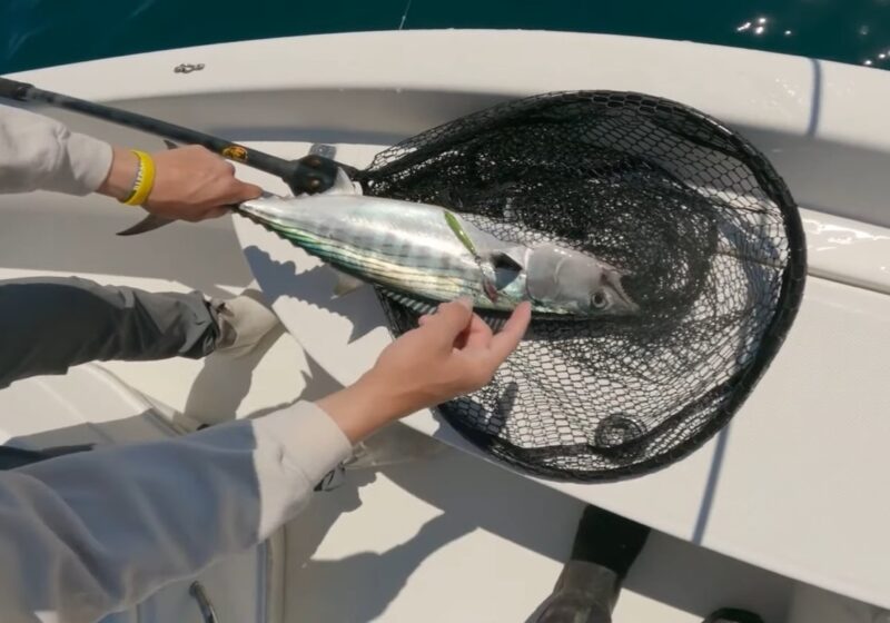 Spanish Mackerel DAYTONA BEACH